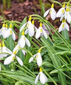 Snowdrops Flower Paint By Numbers