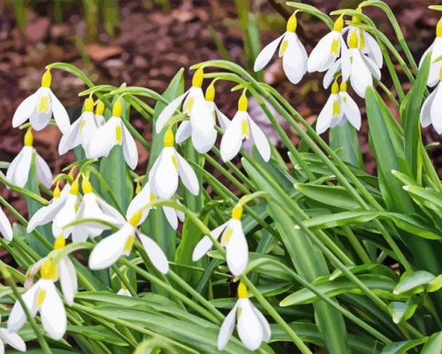 Snowdrops Flower Paint By Numbers