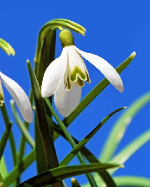 Snowdrop Flower Paint By Number