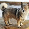 Swedish Vallhund Dog Paint By Numbers