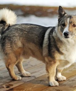 Swedish Vallhund Dog Paint By Numbers