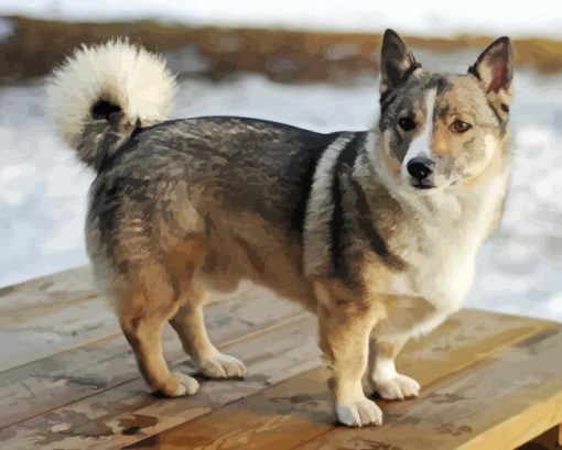 Swedish Vallhund Dog Paint By Numbers