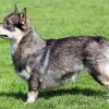 Swedish Vallhund Dog Paint By Number