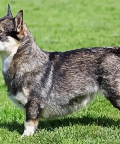 Swedish Vallhund Dog Paint By Number