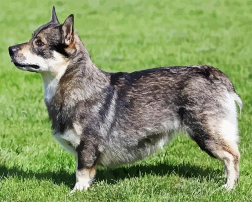 Swedish Vallhund Dog Paint By Number