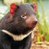 Tasmanian Devil Animal Paint By Numbers