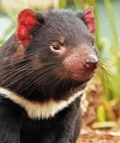 Tasmanian Devil Animal Paint By Numbers