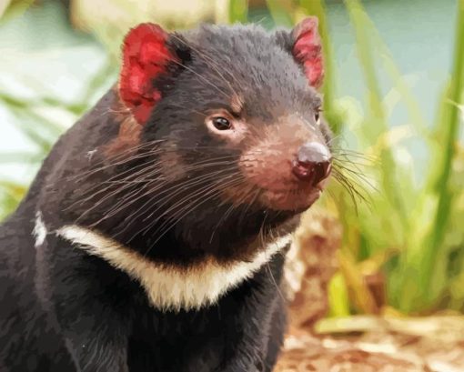 Tasmanian Devil Animal Paint By Numbers