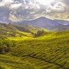 Tea Fields Landscape Paint By Number