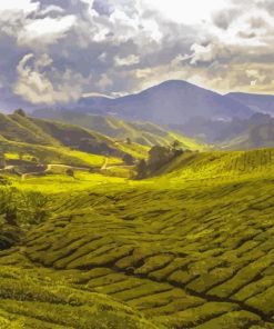 Tea Fields Landscape Paint By Number