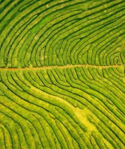 Tea Fields Landscape Paint By Number