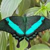 Teal Butterfly Paint By Numbers