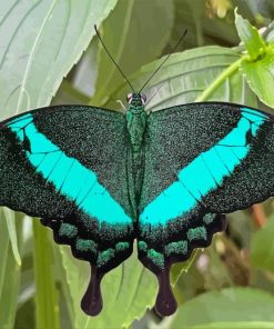 Teal Butterfly Paint By Numbers