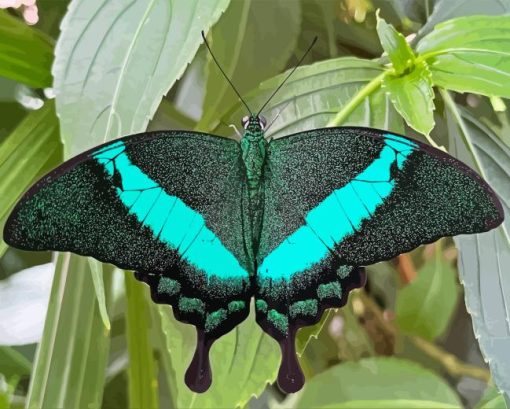 Teal Butterfly Paint By Numbers