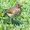 Thrush Bird In Green Grass Paint By Numbers