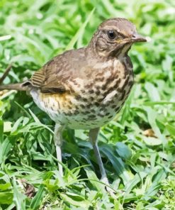 Thrush Bird In Green Grass Paint By Numbers