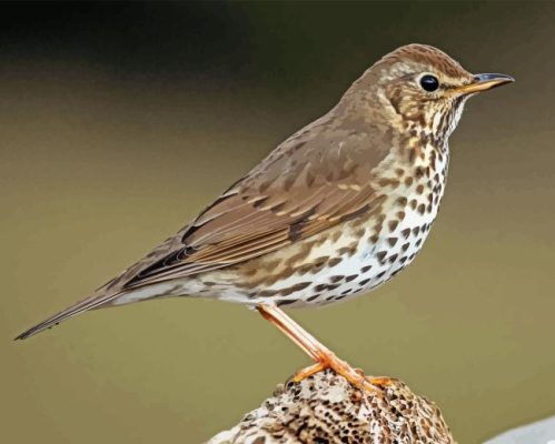 Thrush Bird Paint By Numbers