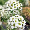 White Alyssum Plants Paint By Numbers