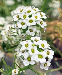 White Alyssum Plants Paint By Numbers