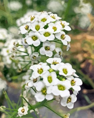 White Alyssum Plants Paint By Numbers