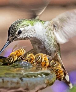 Bee And Hummingbird Paint By Number