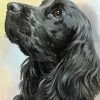 Black English Spaniel Head Paint By Numbers