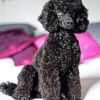 Black Poodles Dog Paint By Number