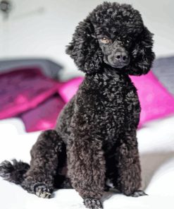 Black Poodles Dog Paint By Number