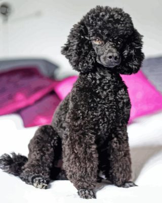 Black Poodles Dog Paint By Number