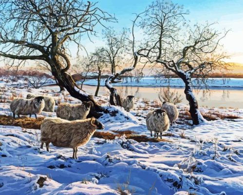 Blackface Sheep In Snow Paint By Numbers