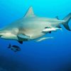 Bull Shark Underwater Paint By Number