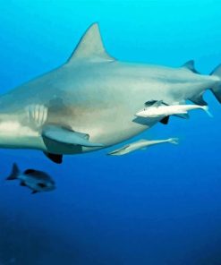 Bull Shark Underwater Paint By Number