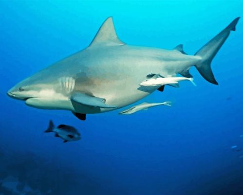 Bull Shark Underwater Paint By Number