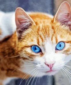 Cat With Blue Eyes Paint By Numbers