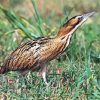 Eurasian Bittern Bird Paint By Numbers