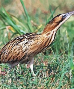 Eurasian Bittern Bird Paint By Numbers