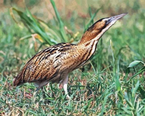 Eurasian Bittern Bird Paint By Numbers