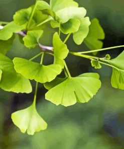 Ginkgo Tree Paint By Number