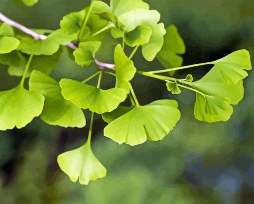 Ginkgo Tree Paint By Number