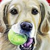 Golden Retriever With Ball Paint By Numbers