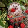 Hedgehog And Strawberries Paint By Number