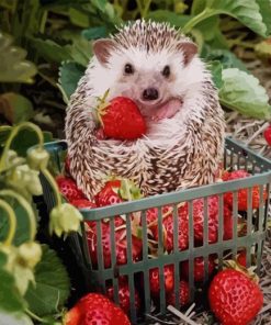 Hedgehog And Strawberries Paint By Number