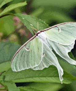 Luna Moth Insect Paint By Number