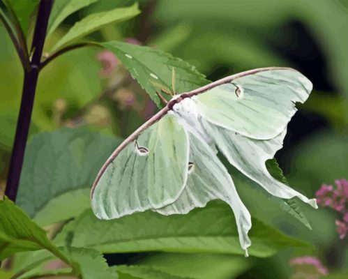 Luna Moth Insect Paint By Number