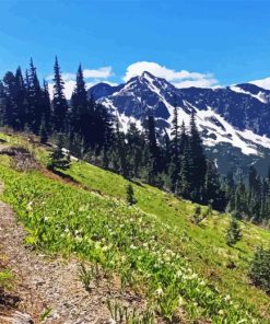 Olympic National Park Paint By Numbers