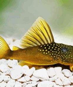 Pleco Fish Paint By Number