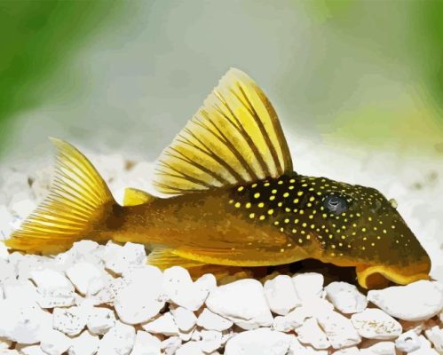 Pleco Fish Paint By Number