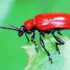 Red Beetle Insect Paint By Number