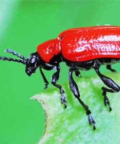 Red Beetle Insect Paint By Number