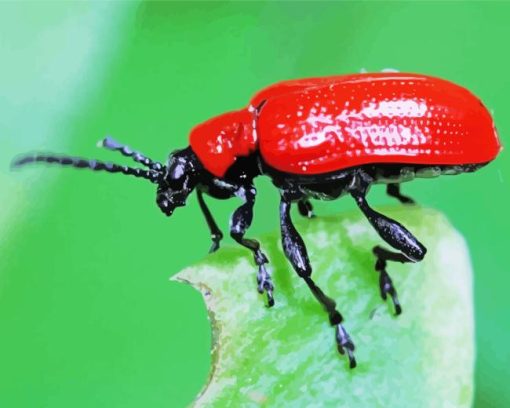 Red Beetle Insect Paint By Number